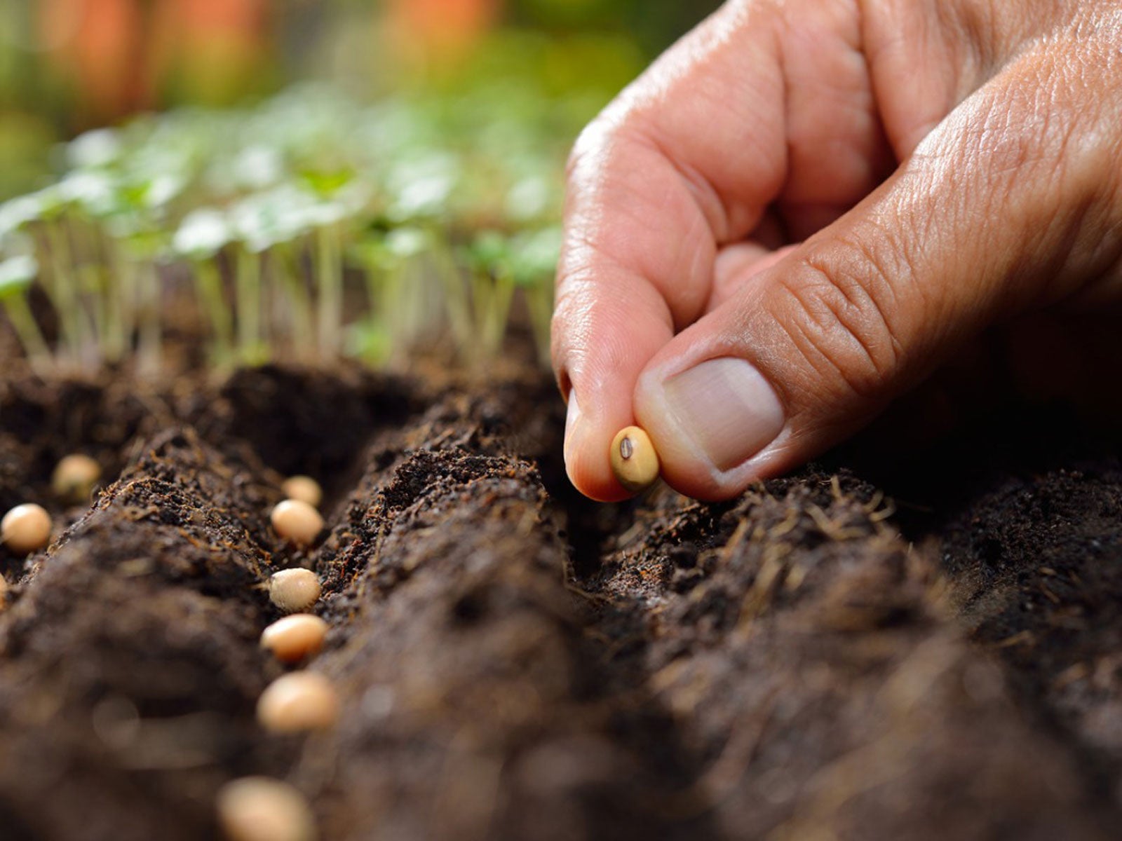 Seeds